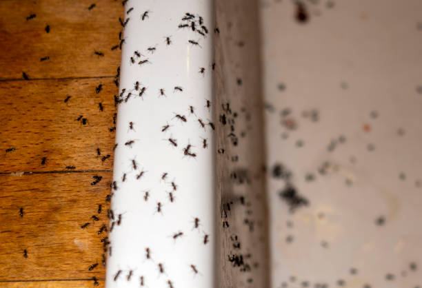 Best Exterminator Services  in Plymouth, PA